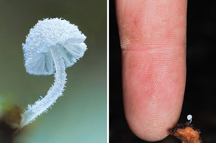 Fotografia macro de fungos revela um mundo tão incrível que parece ter saído de outro planeta (23 fotos) 17 Fotografia macro de fungos revela um mundo tão incrível que parece ter saído de outro planeta (23 fotos) 17