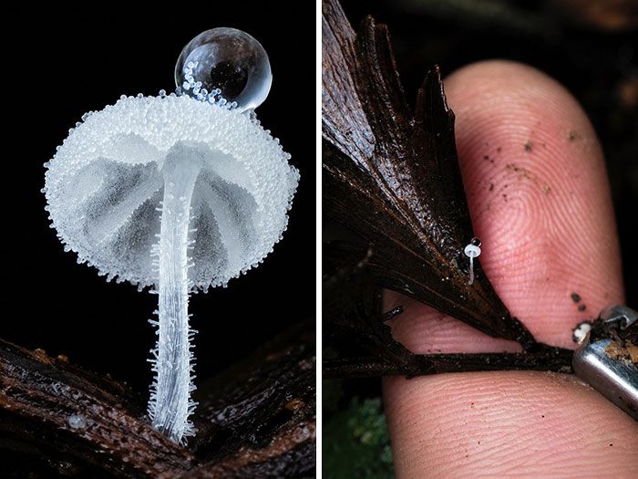 Fotografia macro de fungos revela um mundo tão incrível que parece ter saído de outro planeta (23 fotos) 18 Fotografia macro de fungos revela um mundo tão incrível que parece ter saído de outro planeta (23 fotos) 18