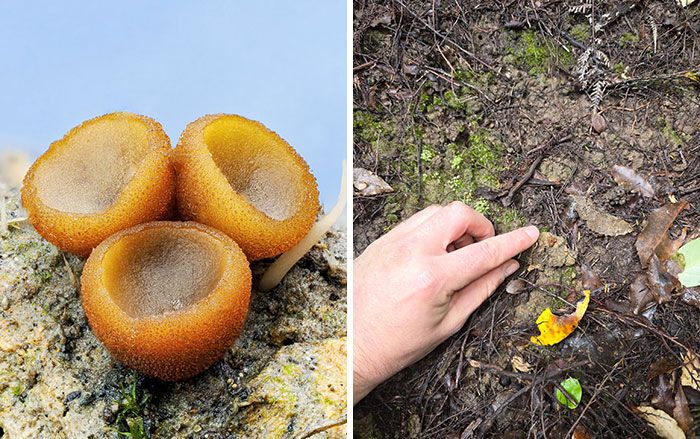Fotografia macro de fungos revela um mundo tão incrível que parece ter saído de outro planeta (23 fotos) 19 Fotografia macro de fungos revela um mundo tão incrível que parece ter saído de outro planeta (23 fotos) 19