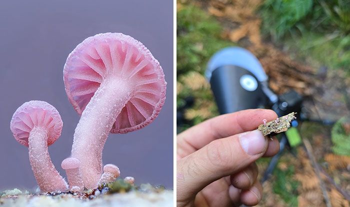 Fotografia macro de fungos revela um mundo tão incrível que parece ter saído de outro planeta (23 fotos) 20 Fotografia macro de fungos revela um mundo tão incrível que parece ter saído de outro planeta (23 fotos) 20