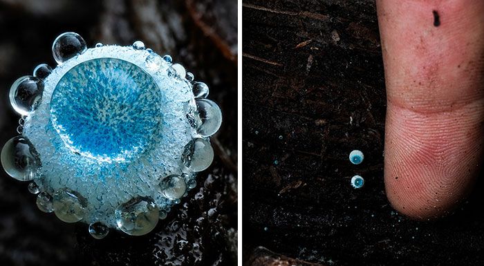 Fotografia macro de fungos revela um mundo tão incrível que parece ter saído de outro planeta (23 fotos) 21 Fotografia macro de fungos revela um mundo tão incrível que parece ter saído de outro planeta (23 fotos) 21