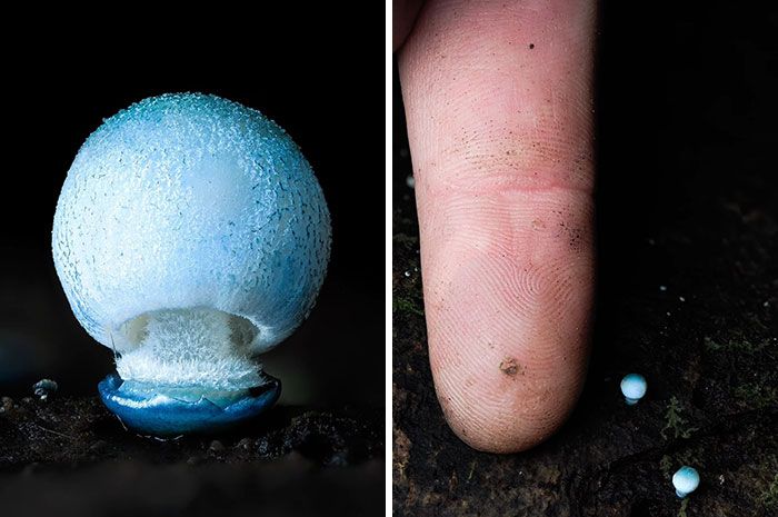 Fotografia macro de fungos revela um mundo tão incrível que parece ter saído de outro planeta (23 fotos) 22 Fotografia macro de fungos revela um mundo tão incrível que parece ter saído de outro planeta (23 fotos) 22