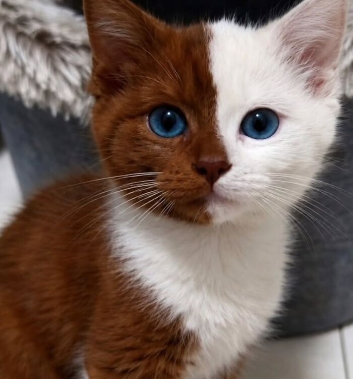 32 fotos de gatos engraçados que provam que eles vivem em um universo completamente diferente do nosso 32 fotos de gatos engraçados que provam que eles vivem em um universo completamente diferente do nosso
