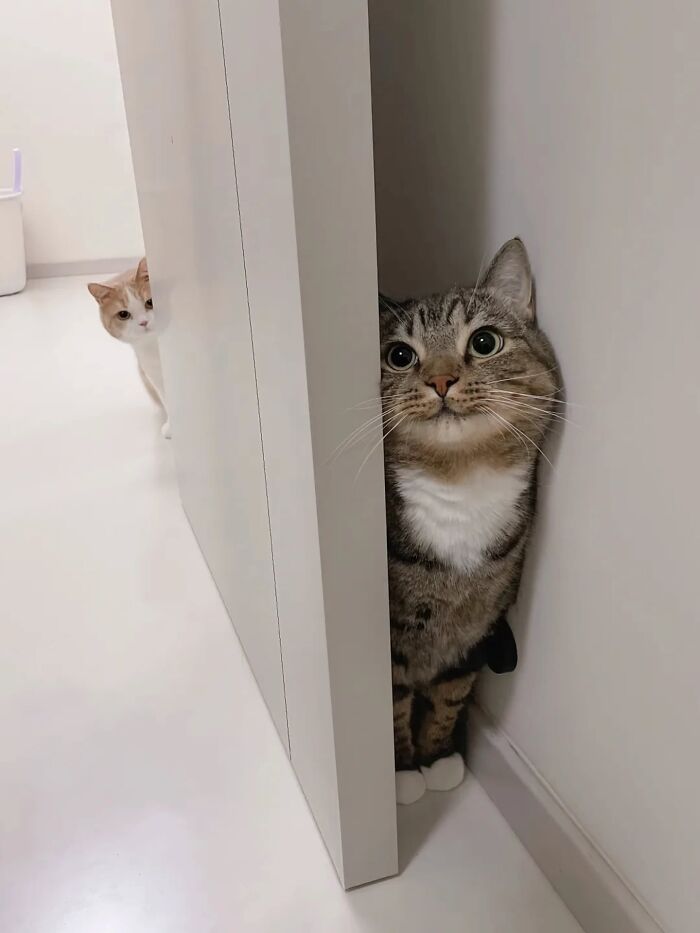 32 fotos de gatos engraçados que provam que eles vivem em um universo completamente diferente do nosso 1 32 fotos de gatos engraçados que provam que eles vivem em um universo completamente diferente do nosso 1