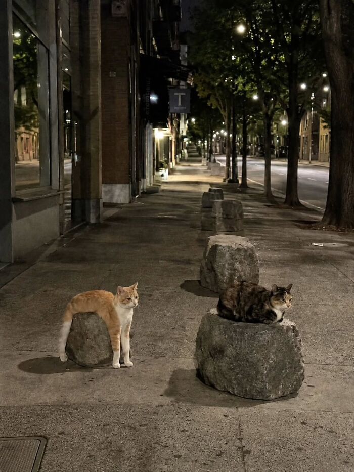 32 fotos de gatos engraçados que provam que eles vivem em um universo completamente diferente do nosso 2 32 fotos de gatos engraçados que provam que eles vivem em um universo completamente diferente do nosso 2