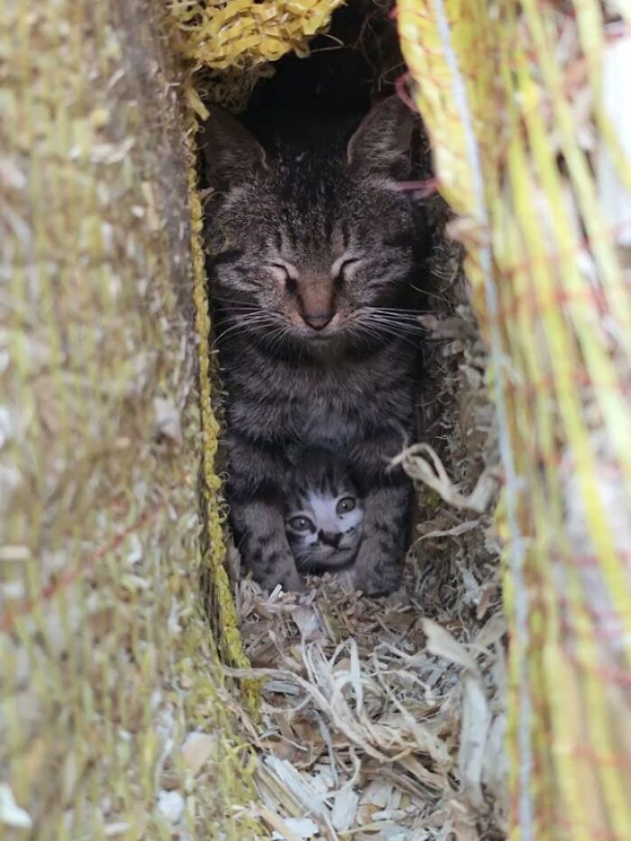 32 fotos de gatos engraçados que provam que eles vivem em um universo completamente diferente do nosso 3 32 fotos de gatos engraçados que provam que eles vivem em um universo completamente diferente do nosso 3