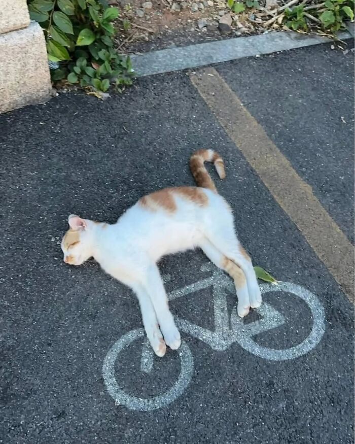 32 fotos de gatos engraçados que provam que eles vivem em um universo completamente diferente do nosso 4 32 fotos de gatos engraçados que provam que eles vivem em um universo completamente diferente do nosso 4