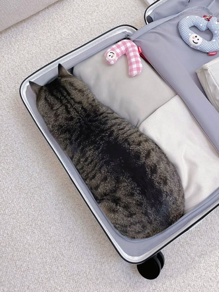 32 fotos de gatos engraçados que provam que eles vivem em um universo completamente diferente do nosso 5 32 fotos de gatos engraçados que provam que eles vivem em um universo completamente diferente do nosso 5