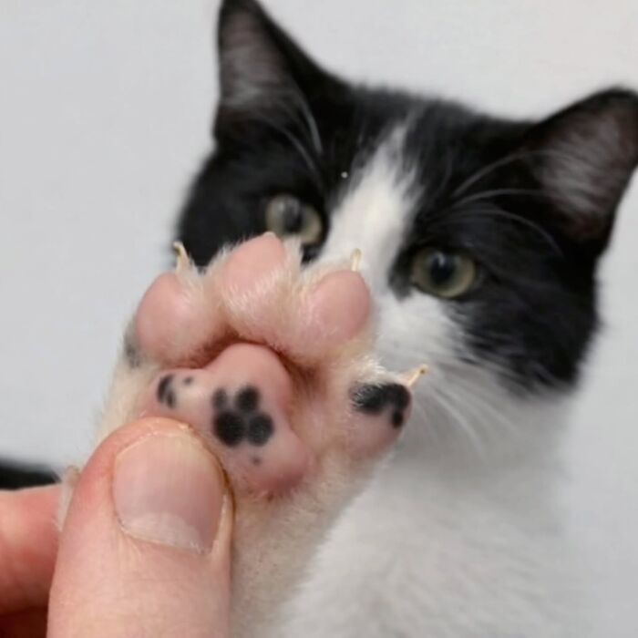 32 fotos de gatos engraçados que provam que eles vivem em um universo completamente diferente do nosso 6 32 fotos de gatos engraçados que provam que eles vivem em um universo completamente diferente do nosso 6