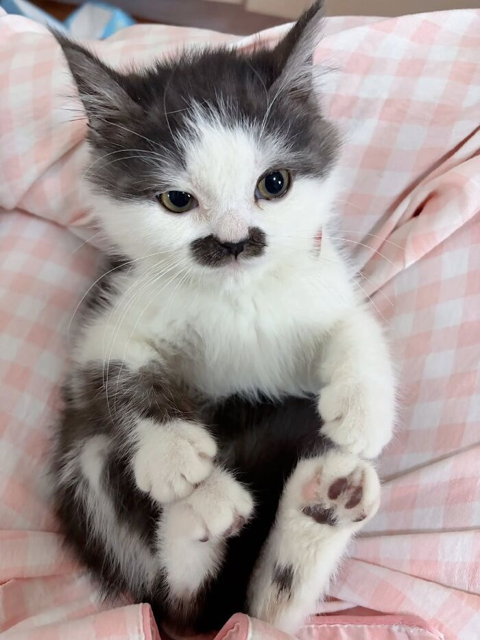 32 fotos de gatos engraçados que provam que eles vivem em um universo completamente diferente do nosso 8 32 fotos de gatos engraçados que provam que eles vivem em um universo completamente diferente do nosso 8