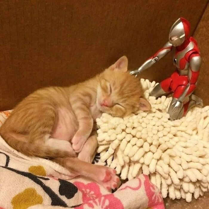 32 fotos de gatos engraçados que provam que eles vivem em um universo completamente diferente do nosso 10 32 fotos de gatos engraçados que provam que eles vivem em um universo completamente diferente do nosso 10