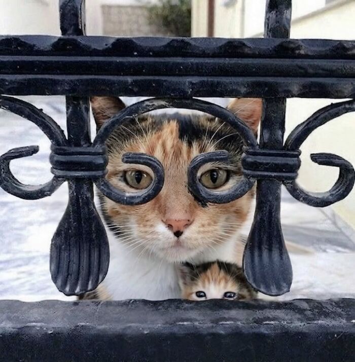 32 fotos de gatos engraçados que provam que eles vivem em um universo completamente diferente do nosso 11 32 fotos de gatos engraçados que provam que eles vivem em um universo completamente diferente do nosso 11