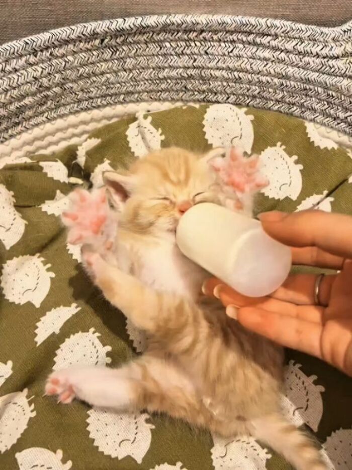32 fotos de gatos engraçados que provam que eles vivem em um universo completamente diferente do nosso 12 32 fotos de gatos engraçados que provam que eles vivem em um universo completamente diferente do nosso 12