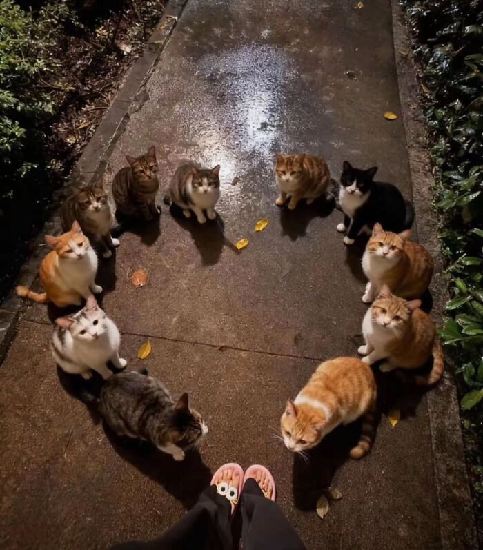 32 fotos de gatos engraçados que provam que eles vivem em um universo completamente diferente do nosso 13 32 fotos de gatos engraçados que provam que eles vivem em um universo completamente diferente do nosso 13