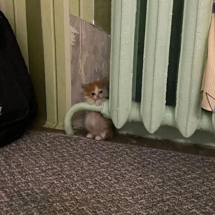 32 fotos de gatos engraçados que provam que eles vivem em um universo completamente diferente do nosso 14 32 fotos de gatos engraçados que provam que eles vivem em um universo completamente diferente do nosso 14