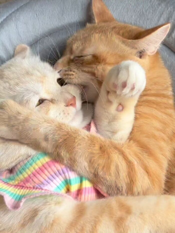 32 fotos de gatos engraçados que provam que eles vivem em um universo completamente diferente do nosso 15 32 fotos de gatos engraçados que provam que eles vivem em um universo completamente diferente do nosso 15