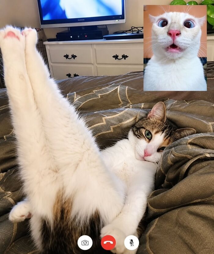 32 fotos de gatos engraçados que provam que eles vivem em um universo completamente diferente do nosso 20 32 fotos de gatos engraçados que provam que eles vivem em um universo completamente diferente do nosso 20
