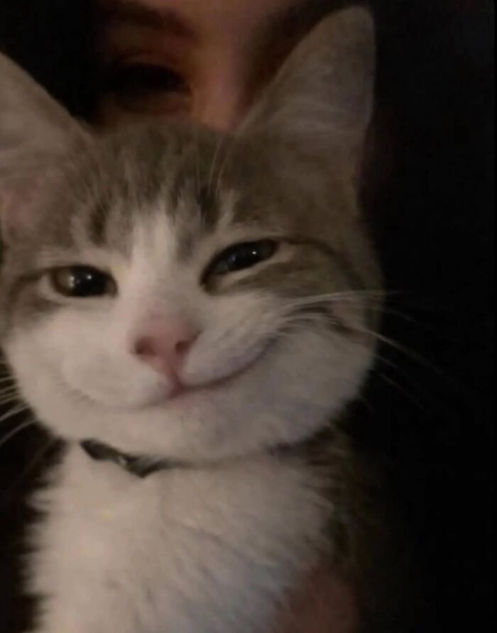 32 fotos de gatos engraçados que provam que eles vivem em um universo completamente diferente do nosso 21 32 fotos de gatos engraçados que provam que eles vivem em um universo completamente diferente do nosso 21