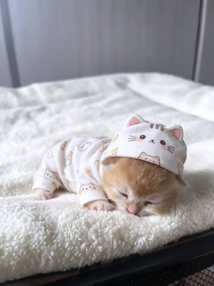 32 fotos de gatos engraçados que provam que eles vivem em um universo completamente diferente do nosso 22 32 fotos de gatos engraçados que provam que eles vivem em um universo completamente diferente do nosso 22