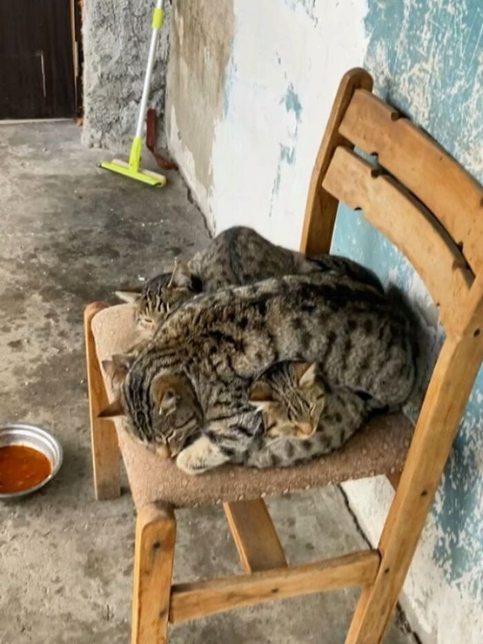 32 fotos de gatos engraçados que provam que eles vivem em um universo completamente diferente do nosso 23 32 fotos de gatos engraçados que provam que eles vivem em um universo completamente diferente do nosso 23