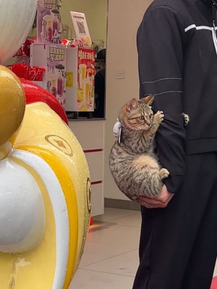 32 fotos de gatos engraçados que provam que eles vivem em um universo completamente diferente do nosso 24 32 fotos de gatos engraçados que provam que eles vivem em um universo completamente diferente do nosso 24