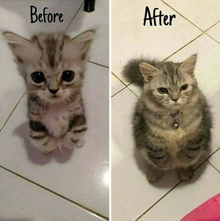 32 fotos de gatos engraçados que provam que eles vivem em um universo completamente diferente do nosso 25 32 fotos de gatos engraçados que provam que eles vivem em um universo completamente diferente do nosso 25