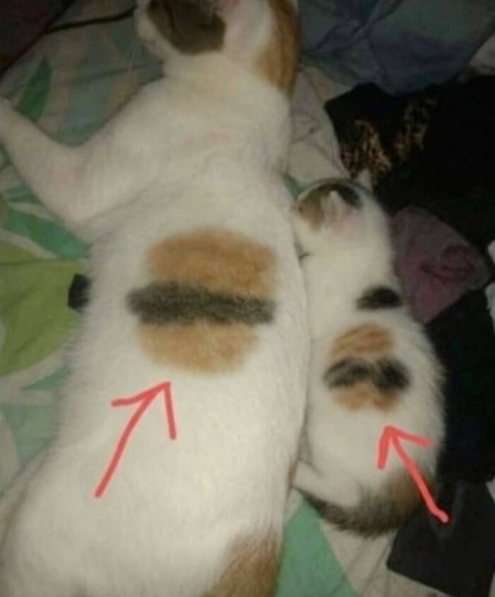 32 fotos de gatos engraçados que provam que eles vivem em um universo completamente diferente do nosso 26 32 fotos de gatos engraçados que provam que eles vivem em um universo completamente diferente do nosso 26