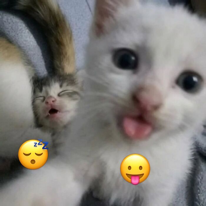 32 fotos de gatos engraçados que provam que eles vivem em um universo completamente diferente do nosso 28 32 fotos de gatos engraçados que provam que eles vivem em um universo completamente diferente do nosso 28