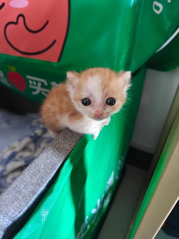 32 fotos de gatos engraçados que provam que eles vivem em um universo completamente diferente do nosso 29 32 fotos de gatos engraçados que provam que eles vivem em um universo completamente diferente do nosso 29