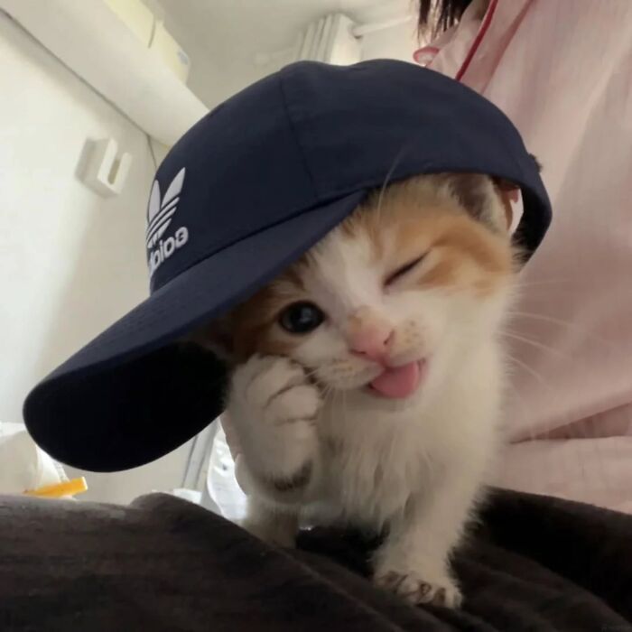 32 fotos de gatos engraçados que provam que eles vivem em um universo completamente diferente do nosso 30 32 fotos de gatos engraçados que provam que eles vivem em um universo completamente diferente do nosso 30