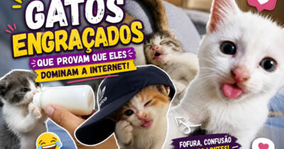 32 fotos de gatos engraçados que provam que eles vivem em um universo completamente diferente do nosso