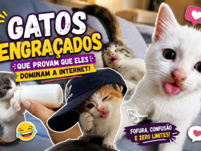 32 fotos de gatos engraçados que provam que eles vivem em um universo completamente diferente do nosso