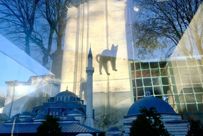 Fotografia de Istambul: momentos incríveis que parecem ter sido planejados (25 fotos) 4 Fotografia de Istambul: momentos incríveis que parecem ter sido planejados (25 fotos) 4