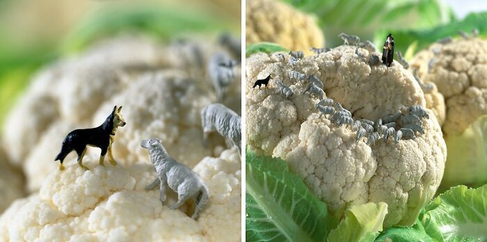 Fotografia em miniatura com comida: quando alimentos comuns viram mundos gigantes (30 fotos) 28 Fotografia em miniatura com comida: quando alimentos comuns viram mundos gigantes (30 fotos) 28