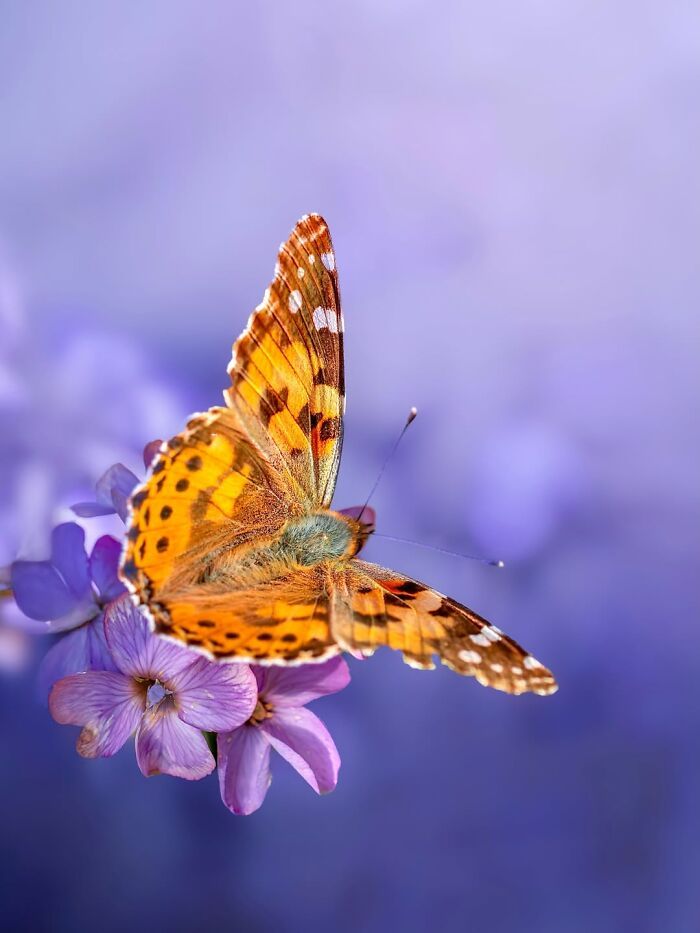 Fotografia macro da natureza: 32 imagens impressionantes que revelam um mundo invisível aos nossos olhos 1 Fotografia macro da natureza: 32 imagens impressionantes que revelam um mundo invisível aos nossos olhos 1