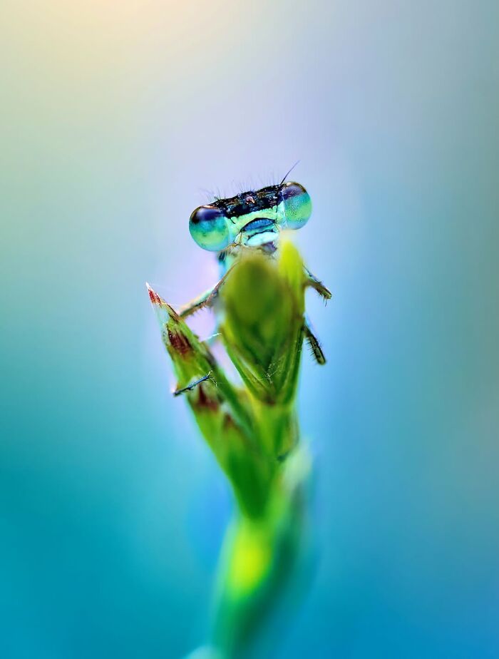 Fotografia macro da natureza: 32 imagens impressionantes que revelam um mundo invisível aos nossos olhos 6 Fotografia macro da natureza: 32 imagens impressionantes que revelam um mundo invisível aos nossos olhos 6