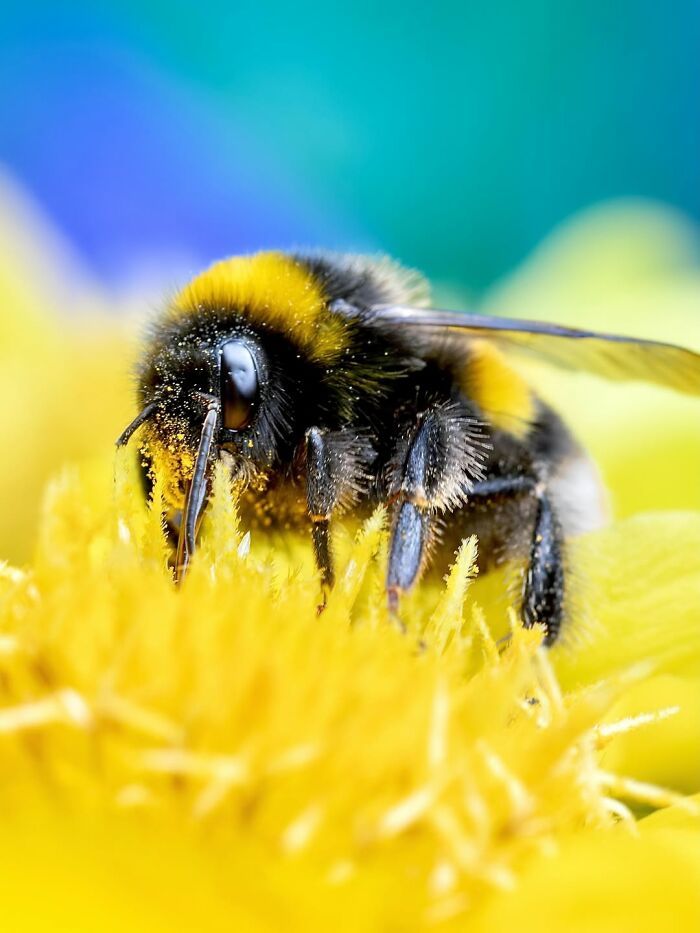 Fotografia macro da natureza: 32 imagens impressionantes que revelam um mundo invisível aos nossos olhos 8 Fotografia macro da natureza: 32 imagens impressionantes que revelam um mundo invisível aos nossos olhos 8