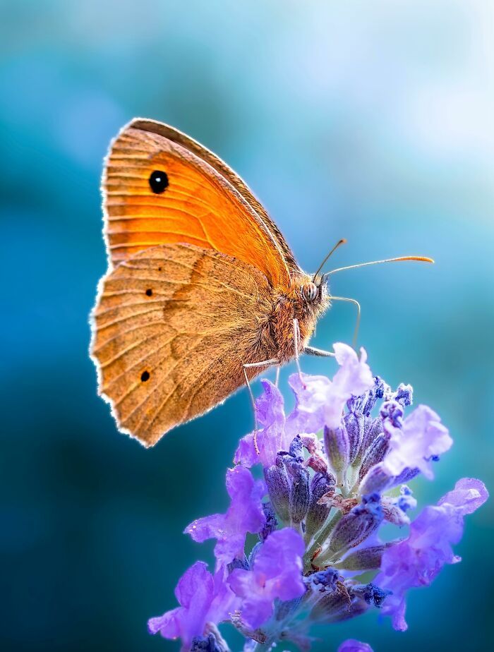 Fotografia macro da natureza: 32 imagens impressionantes que revelam um mundo invisível aos nossos olhos 10 Fotografia macro da natureza: 32 imagens impressionantes que revelam um mundo invisível aos nossos olhos 10