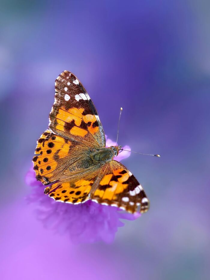 Fotografia macro da natureza: 32 imagens impressionantes que revelam um mundo invisível aos nossos olhos 11 Fotografia macro da natureza: 32 imagens impressionantes que revelam um mundo invisível aos nossos olhos 11