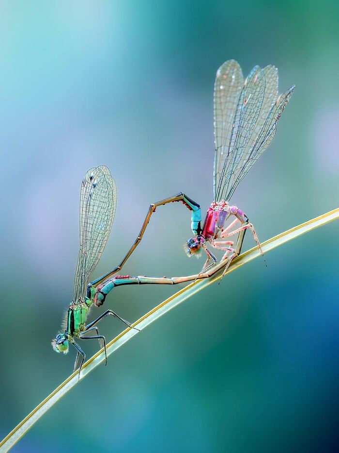 Fotografia macro da natureza: 32 imagens impressionantes que revelam um mundo invisível aos nossos olhos 12 Fotografia macro da natureza: 32 imagens impressionantes que revelam um mundo invisível aos nossos olhos 12