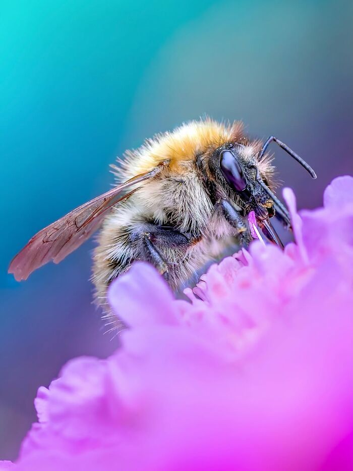 Fotografia macro da natureza: 32 imagens impressionantes que revelam um mundo invisível aos nossos olhos 13 Fotografia macro da natureza: 32 imagens impressionantes que revelam um mundo invisível aos nossos olhos 13