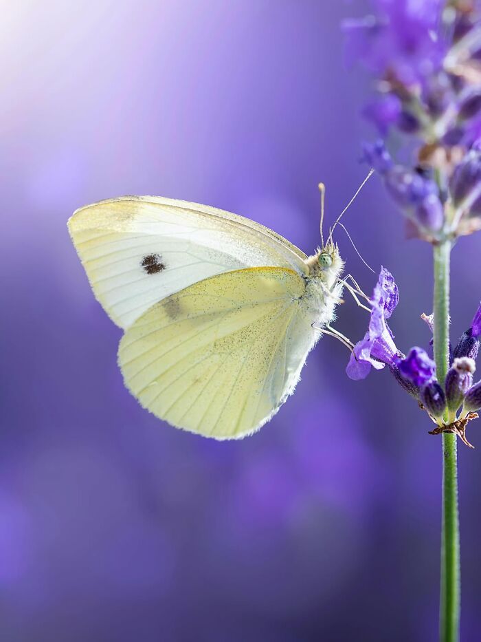 Fotografia macro da natureza: 32 imagens impressionantes que revelam um mundo invisível aos nossos olhos 14 Fotografia macro da natureza: 32 imagens impressionantes que revelam um mundo invisível aos nossos olhos 14