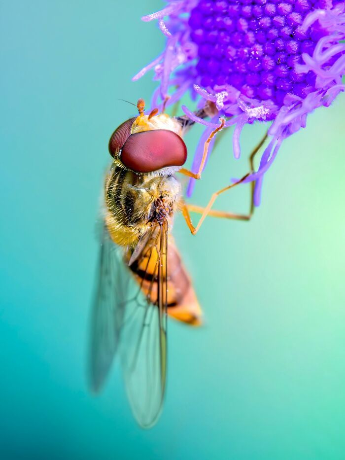 Fotografia macro da natureza: 32 imagens impressionantes que revelam um mundo invisível aos nossos olhos 16 Fotografia macro da natureza: 32 imagens impressionantes que revelam um mundo invisível aos nossos olhos 16
