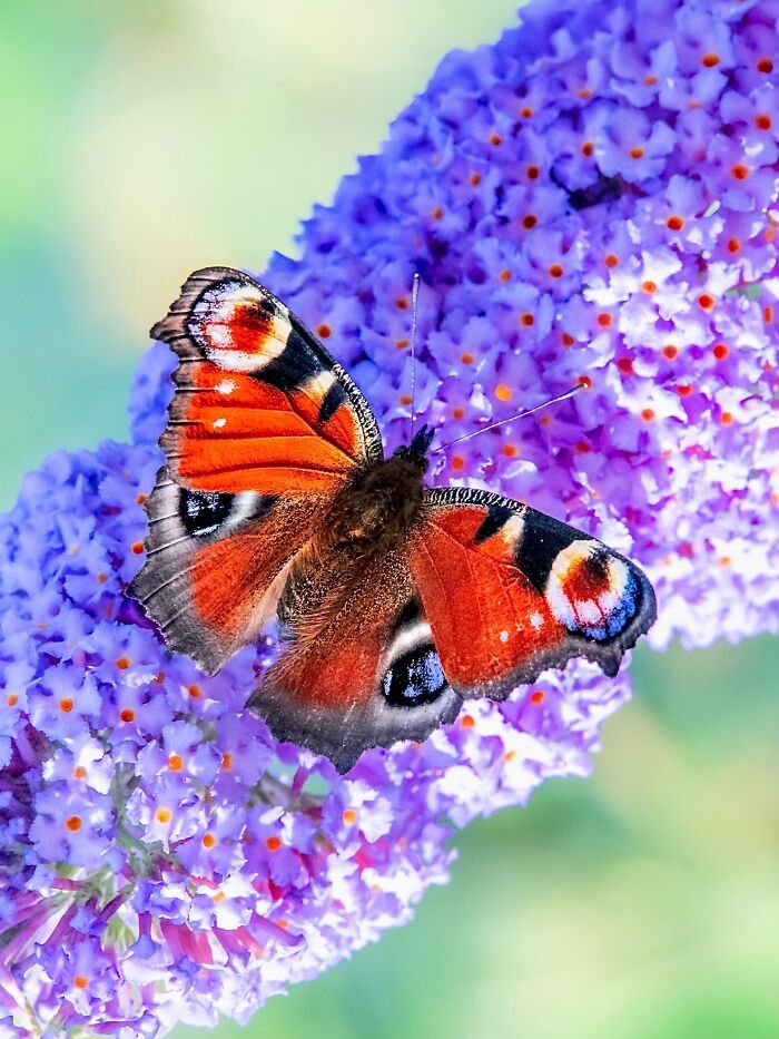Fotografia macro da natureza: 32 imagens impressionantes que revelam um mundo invisível aos nossos olhos 20 Fotografia macro da natureza: 32 imagens impressionantes que revelam um mundo invisível aos nossos olhos 20