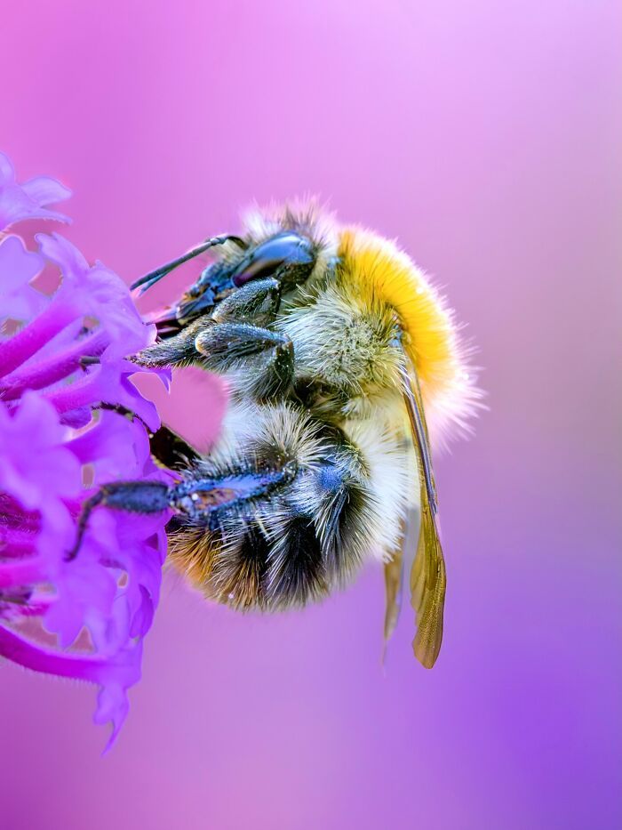 Fotografia macro da natureza: 32 imagens impressionantes que revelam um mundo invisível aos nossos olhos 25 Fotografia macro da natureza: 32 imagens impressionantes que revelam um mundo invisível aos nossos olhos 25