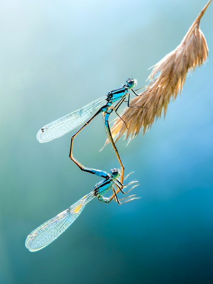 Fotografia macro da natureza: 32 imagens impressionantes que revelam um mundo invisível aos nossos olhos 30 Fotografia macro da natureza: 32 imagens impressionantes que revelam um mundo invisível aos nossos olhos 30