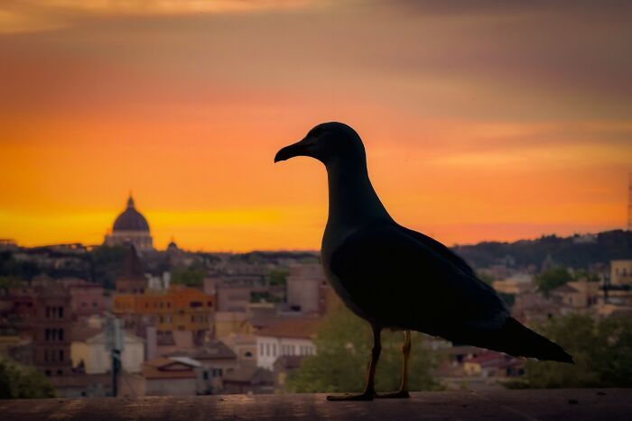 Fotografias incríveis mostram como um segundo pode transformar uma cena comum (32 fotos) 20 Fotografias incríveis mostram como um segundo pode transformar uma cena comum (32 fotos) 20