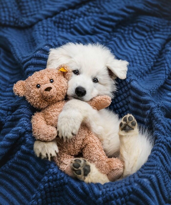 Fotos engraçadas de cachorros: 38 imagens tão fofas e divertidas que vão melhorar o seu dia