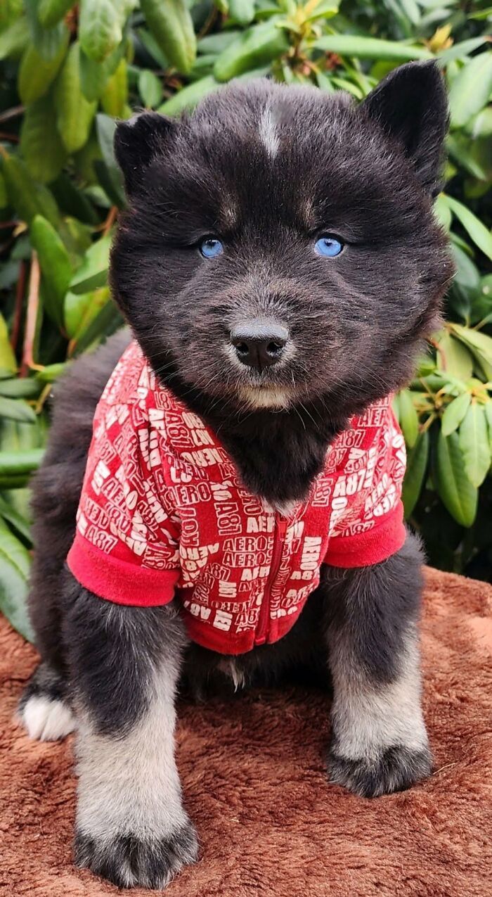 Fotos engraçadas de cachorros: 38 imagens tão fofas e divertidas que vão melhorar o seu dia 2