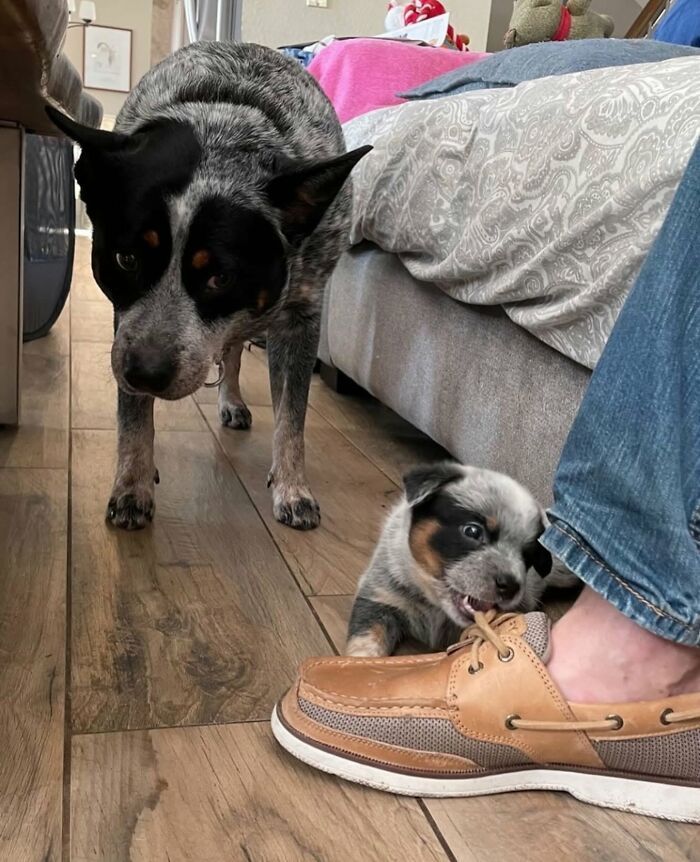 Fotos engraçadas de cachorros: 38 imagens tão fofas e divertidas que vão melhorar o seu dia 3